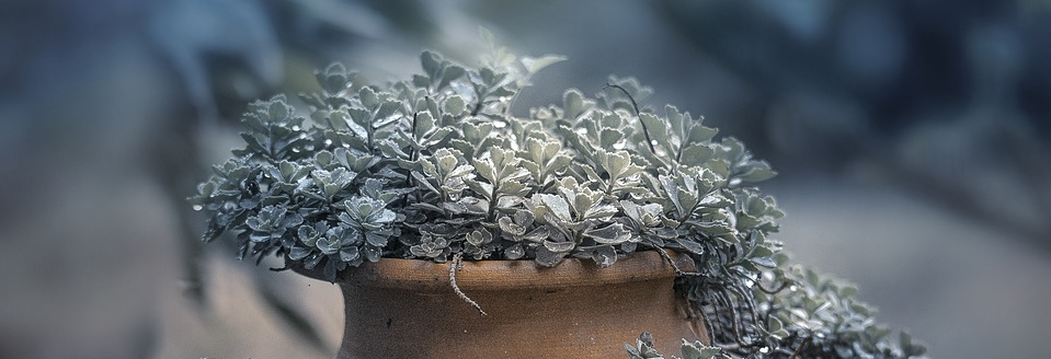 Pflanzengefäß Garten